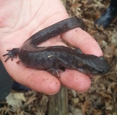 Ambystoma 'unisexual complex'