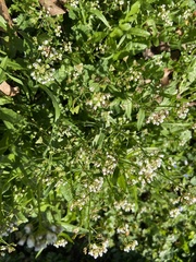 Capsella bursa-pastoris