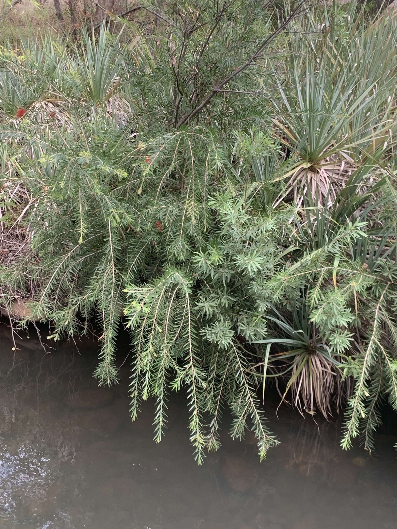 Creek Bottlebrush (Melaleuca viminalis)