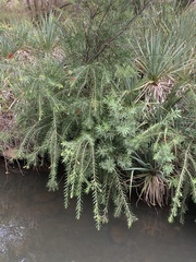Rince-bouteille (Melaleuca viminalis)