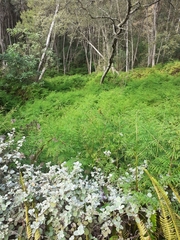 Hypolepis sparsisora