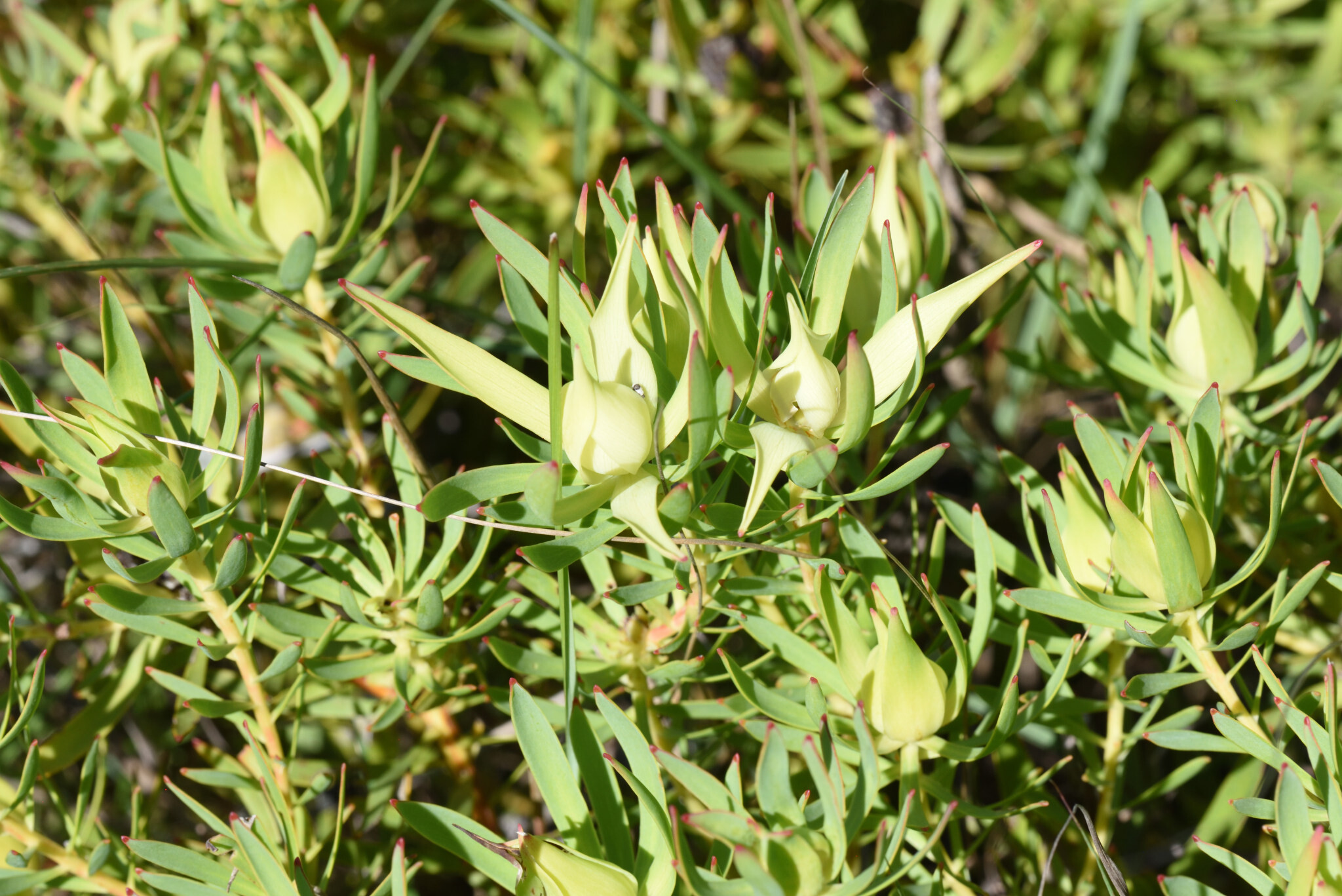 Common Sunshine Conebush (Leucadendron salignum)