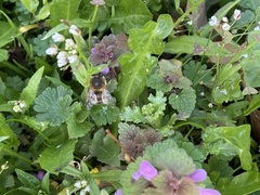 Anthophora plumipes