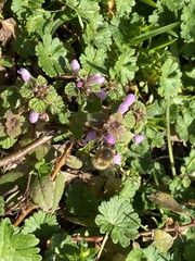 Anthophora plumipes
