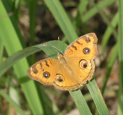 Junonia almana almana