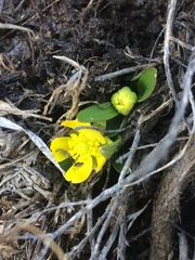 Ranunculus glaberrimus ellipticus
