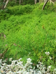 Hypolepis sparsisora