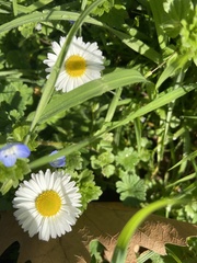 Bellis perennis