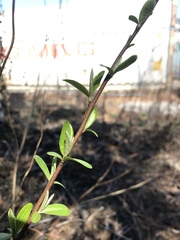 Elaeagnaceae