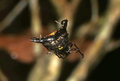 Micrathena stuebeli