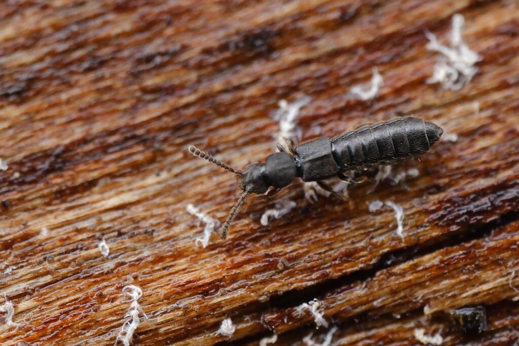 Rove beetle