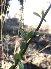 Elaeagnaceae