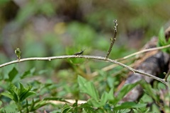 Actenicerus siaelandicus