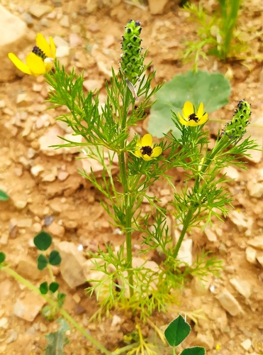 Yellow Pheasant's-eye