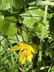 Ficaria verna