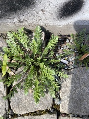 Capsella bursa-pastoris