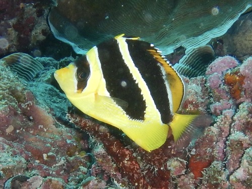 Chaetodon mitratus observed 2022-05-19