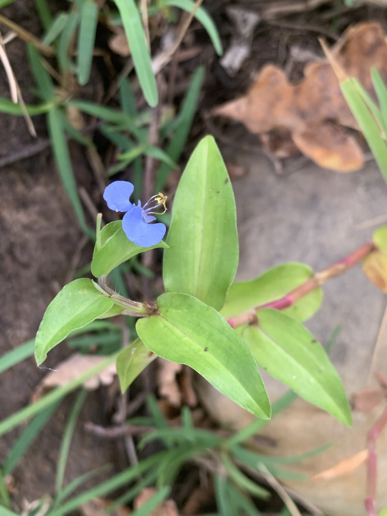 Climbing Dayflower (Commelina diffusa)