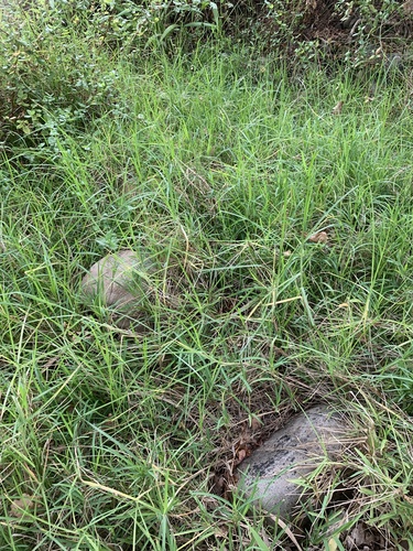 Kikuyu Grass (Cenchrus clandestinus)