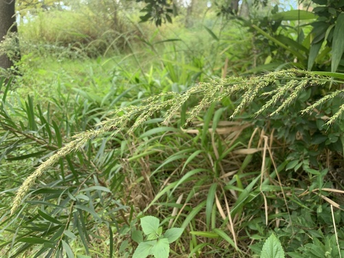 Bigleaf Bristlegrass (Setaria megaphylla)