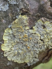 Xanthoria parietina