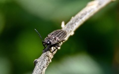 Actenicerus siaelandicus