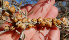 Ceroplastes irregularis