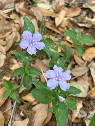 Carolina Wild Petunia (Ruellia caroliniensis)
