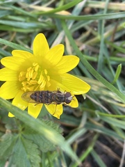 Episyrphus balteatus