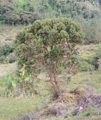 Andesanthus lepidotus