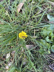 Episyrphus balteatus