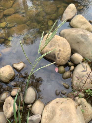 Vasey Grass (Paspalum urvillei)