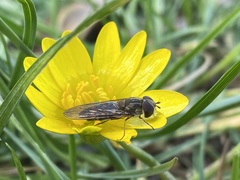 Episyrphus balteatus