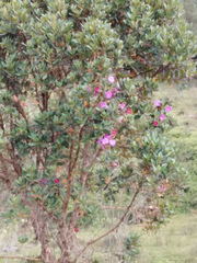 Andesanthus lepidotus