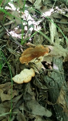Polyporus radicatus