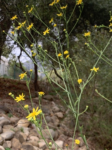 Fivetooth Babooncabbage (Othonna quinquedentata)