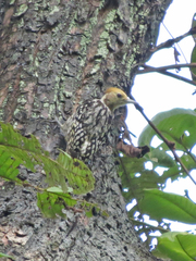 Leiopicus mahrattensis