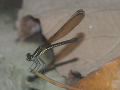 Heliocypha fenestrata