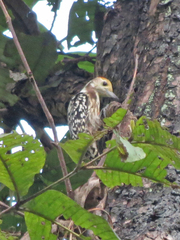 Leiopicus mahrattensis