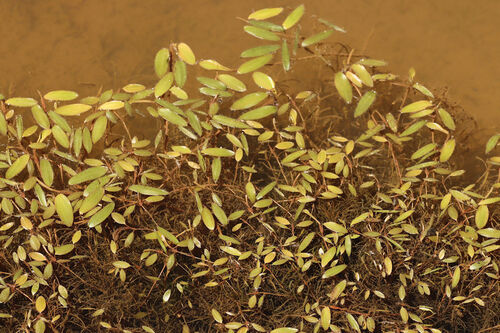 diverse-leaved pondweed (Potamogeton diversifolius)