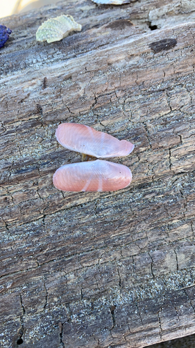 Solecurtus strigilatus