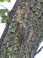 Leiopicus mahrattensis