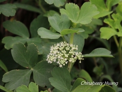 Peucedanum japonicum
