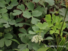 Peucedanum japonicum