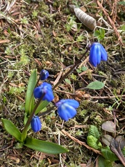 Scilla siberica