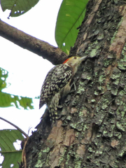 Leiopicus mahrattensis