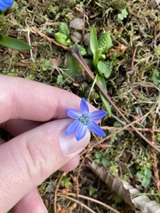 Scilla siberica