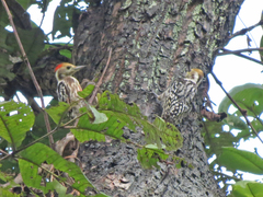 Leiopicus mahrattensis