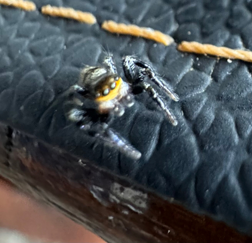 Corythalia conferta