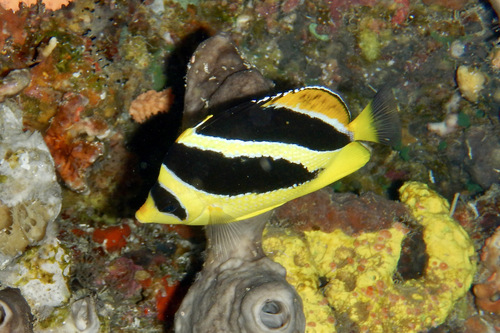 Chaetodon mitratus observed 2021-03-12